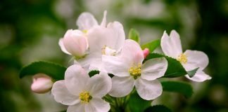 Ghidul Plantelor Medicinale de la A la Z – Acad. Dr. Ovidiu Bojor Ghidul plantelor medicinale de la A la Z