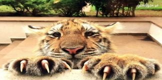 Proverbul tigrului siberian Proverbul tigrului siberian