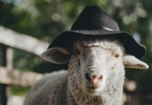 Miorița în vizită la azilul de bătrâni Miorița