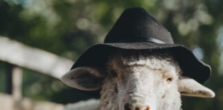 Miorița în vizită la azilul de bătrâni Miorița