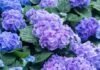 Hortensia – o floare din Țara Soarelui Răsare hortensia