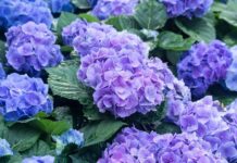 Hortensia – o floare din Țara Soarelui Răsare hortensia